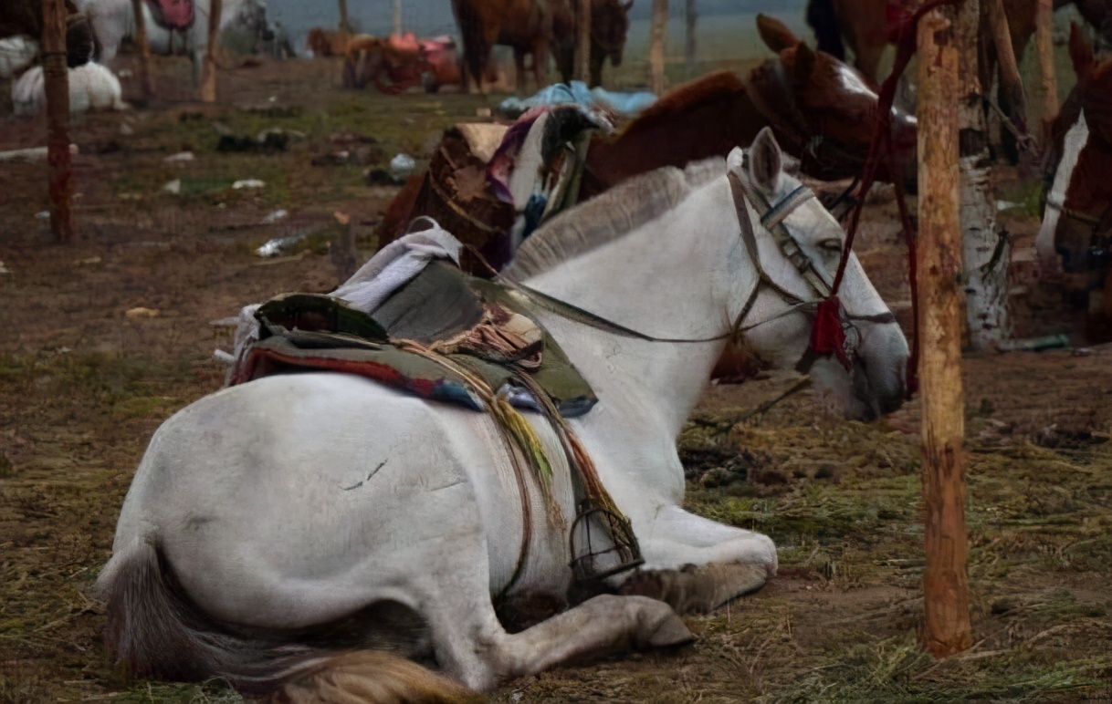 白龙马惨死马棚完整版,白龙马剧组解散后杨洁为何落泪