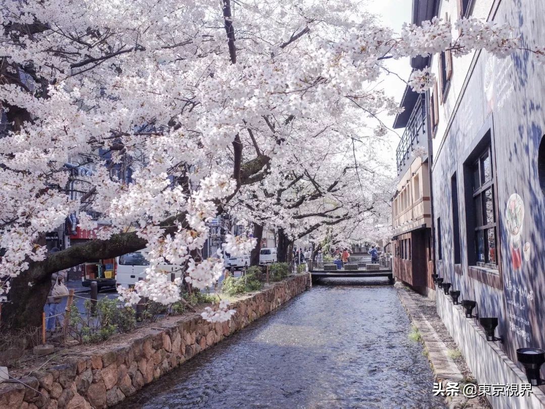 我在京都，攒下一整个春日的绝美樱色送给你。