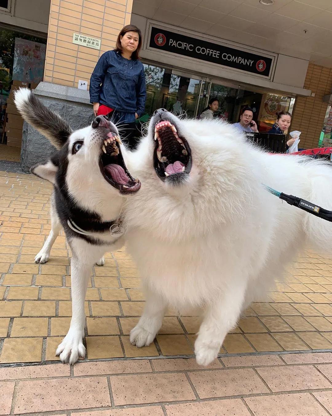 二哈碰到一群萨摩耶,二哈碰到萨摩