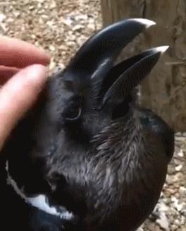 难道你不想去ruarua它吗?美国一只视错觉“兔子”走红网络