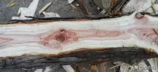 带你认识两种实木家具榫卯结构,带你认识100种鸟