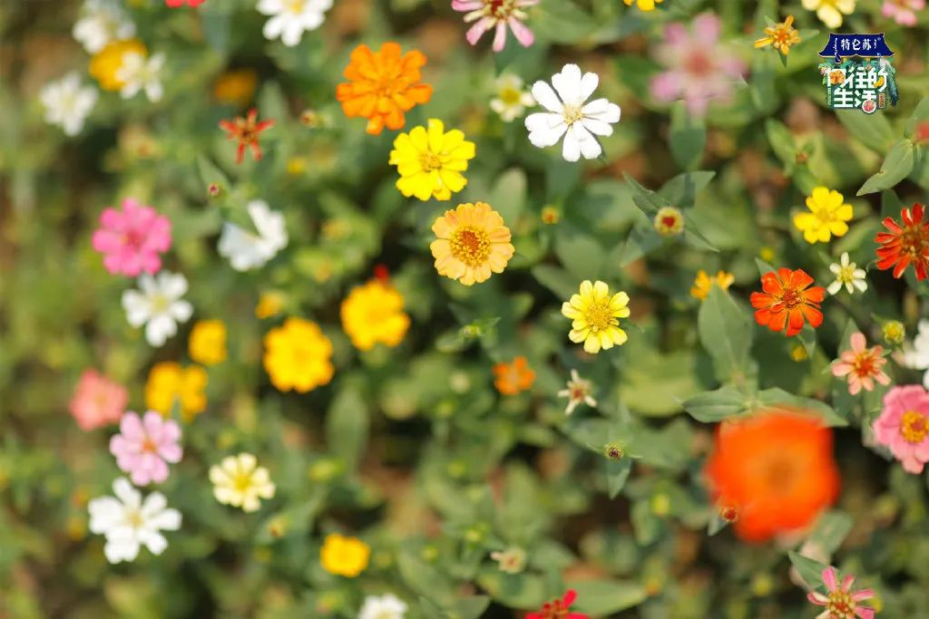 电视剧向往的生活在哪拍的取景地,电视剧向往的生活取景地