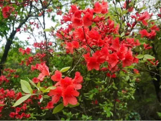 好书推荐快来领取你的宝藏书单,100种百花图谱大全