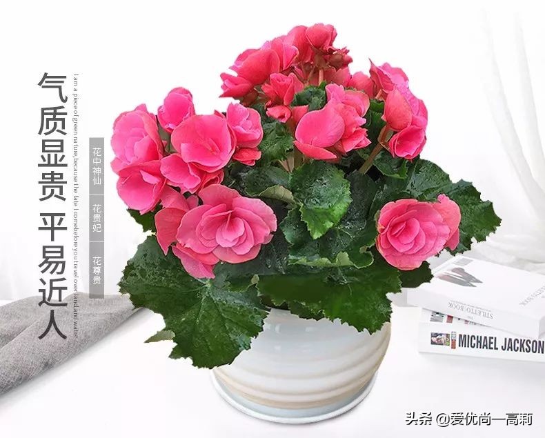 完美搭配,背阴阳台咱们也可以打造一个花园!