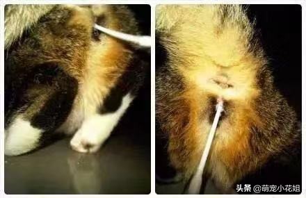 猫咪虐待猫的真相,猫咪虐待猫真相