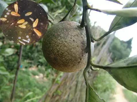 柑橘打锈壁虱最佳时间,柑橘锈壁虱怎么处理