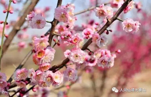 “色香味形”面面俱到！这样的南江你见过吗？