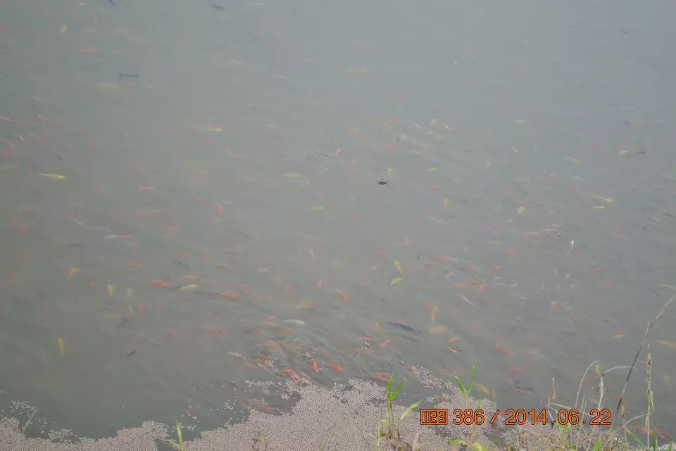 怎么判断锦鲤鱼苗是否生病了,怎么判断锦鲤是不是要产卵了