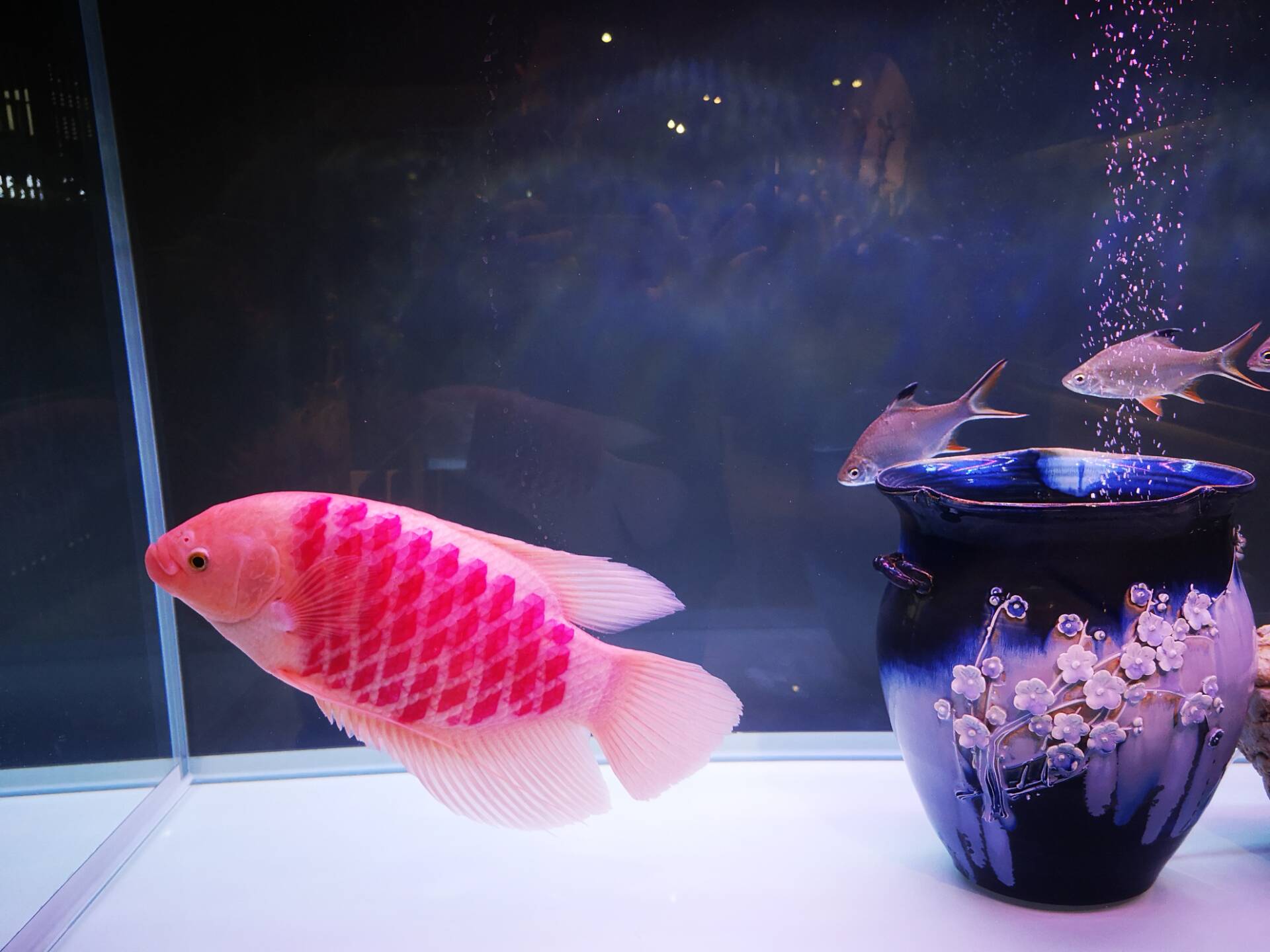 买观赏鱼需要注意什么,买小型观赏鱼要注意什么