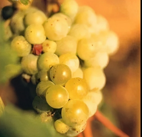 葡萄酒那些事连载三：决定葡萄酒风格的因素