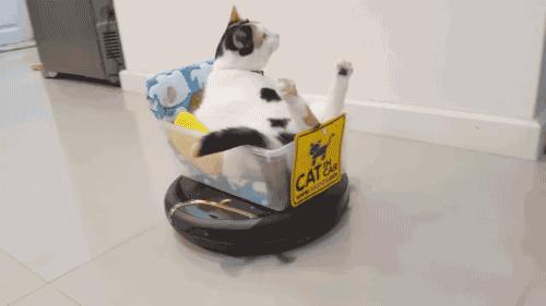 养猫必备的清洁猫毛工具,清洗猫毛的正确方法