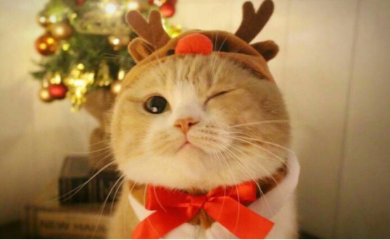 猫咪口吐白沫怎么办？呕吐正常吗？铲屎官必须知道这些养猫常识