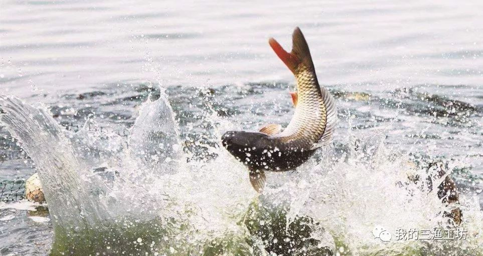 选好鱼竿，轻松享受垂钓好时光