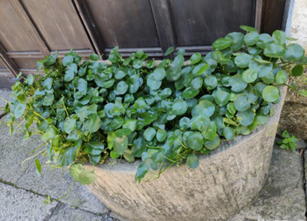 铜钱草长得太高了要不要修剪,铜钱草长得太高了咋办