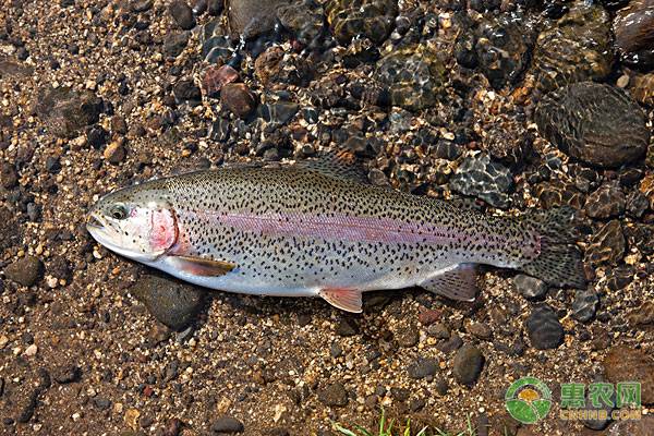 未来农村养殖什么前景好,农村最有前景种养项目