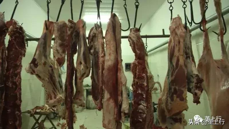 肉牛抢着要，牛肉会跟着俏销吗？一头牛利润达到4000元