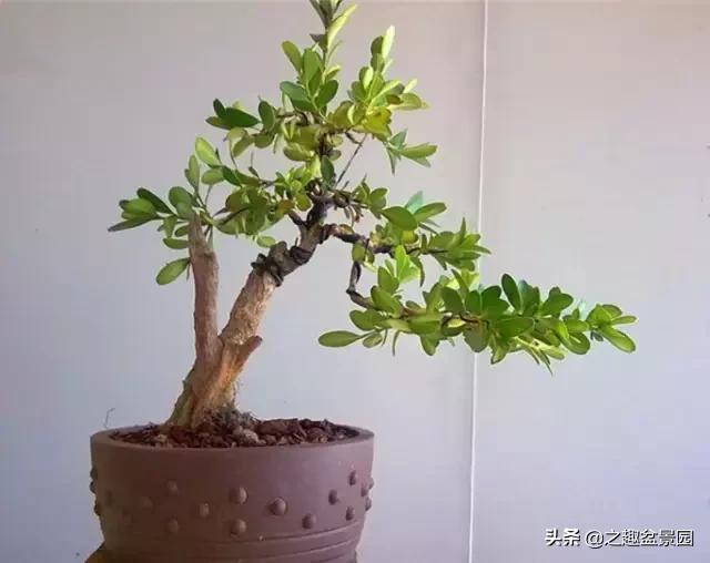 文玩盆景摆件,文玩盆景奇石