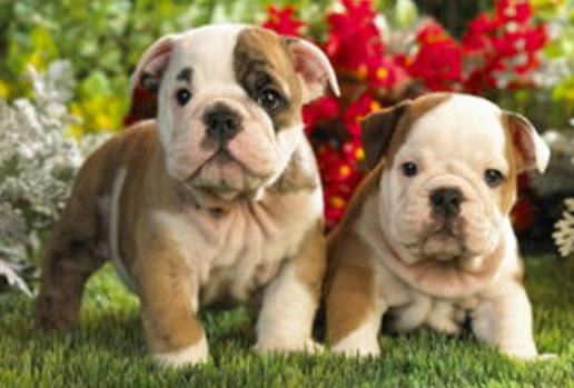 狗软骨病怎么治疗最好,狗得了软骨病有什么症状