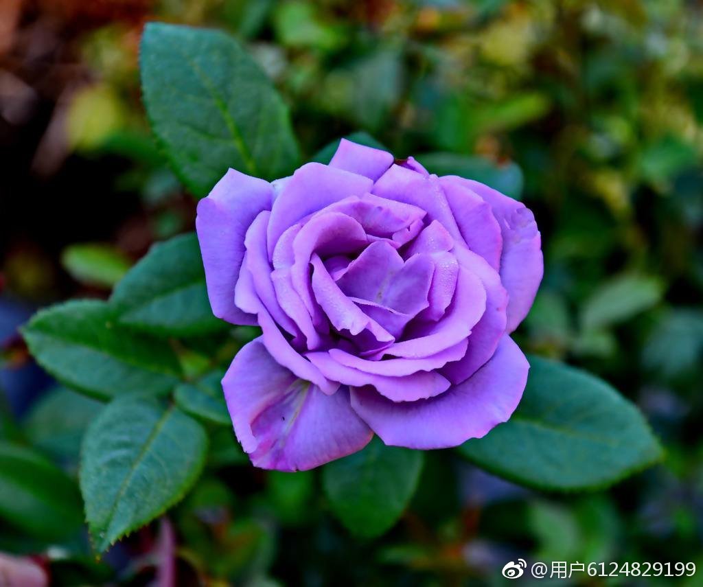 汉字中读音相同意思不一样的字,神奇的汉字长读音