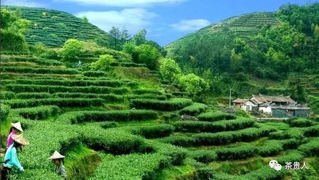 茶眼看陕西最新视频,茶眼看陕西