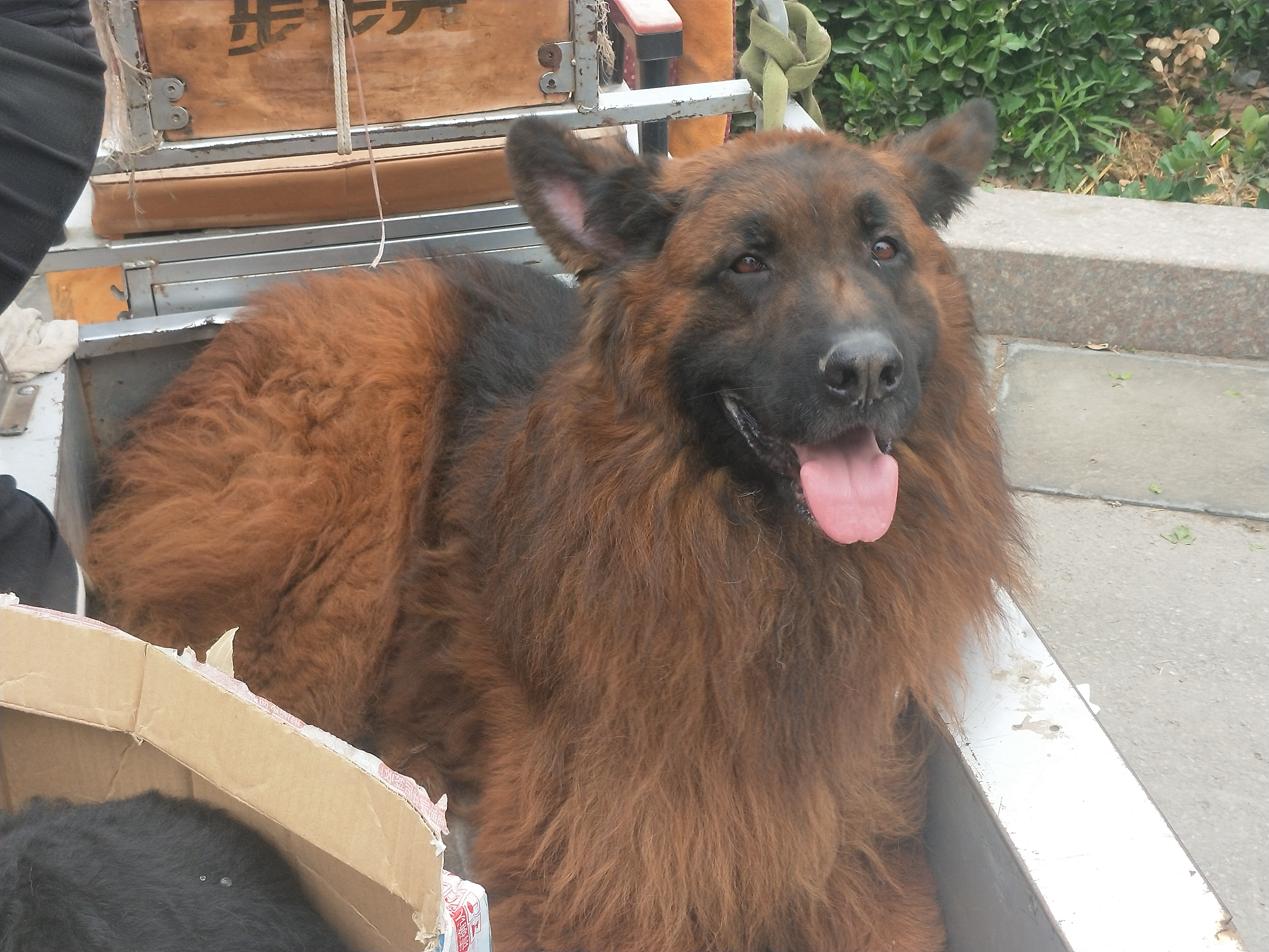 商丘宠物交易市场宠物兔,逛东北宠物交易市场