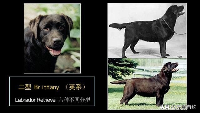 拉布拉多犬特点和缺点分析图,拉布拉多犬形态标准图