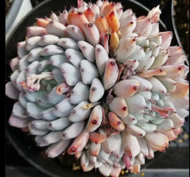 多肉养出状态来有多美?这102种多肉控养上色之后美呆了