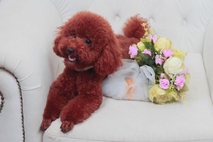 标准贵宾犬要多少钱才能买到,贵宾犬的价格一般在多少