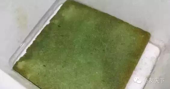 龟产蛋前要准备什么,龟产蛋后期饲养方法