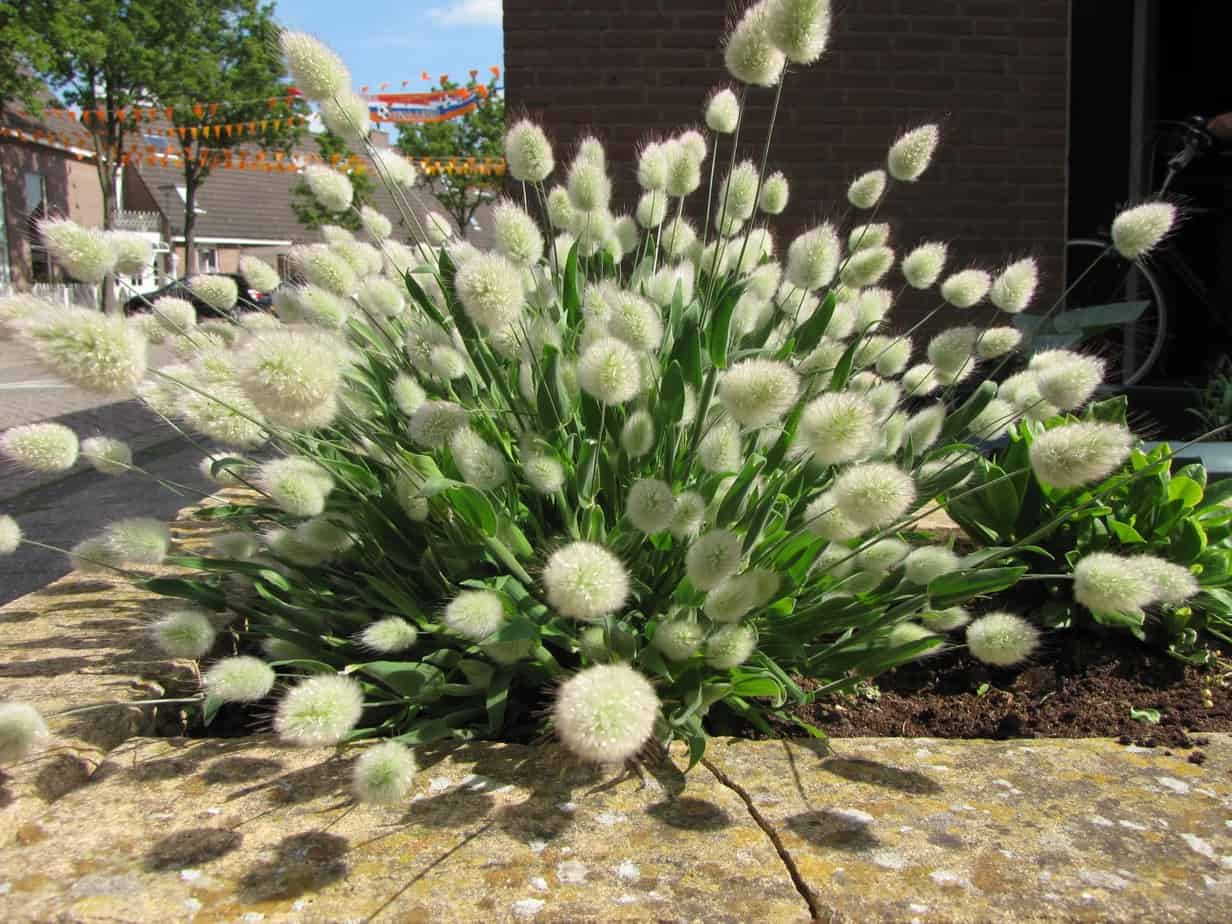 无需打理养护的庭院植物,懒人花园养什么植物好看