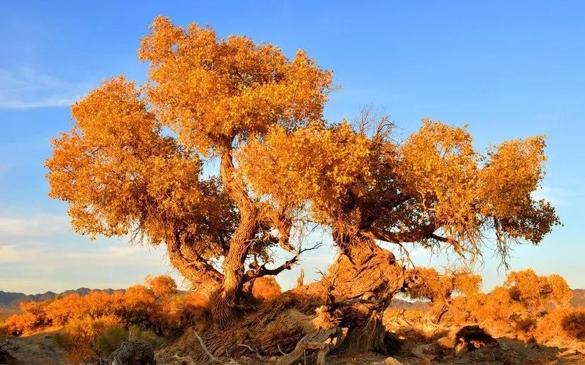 乌鲁木齐仿真胡杨树定做,仿真胡杨树叶