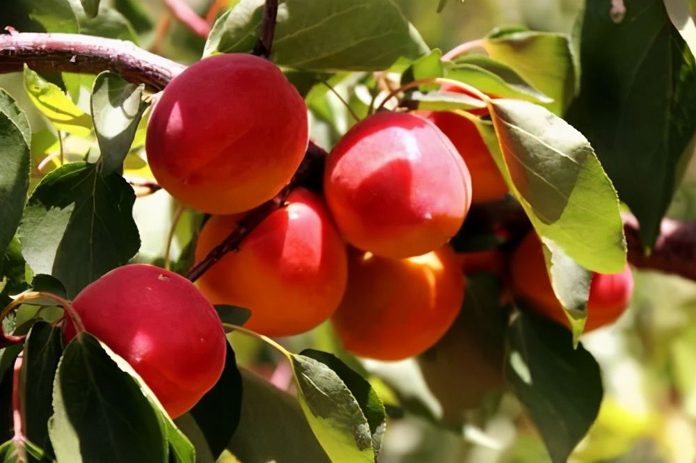 恐龙景区景点,恐龙谷景区景点介绍