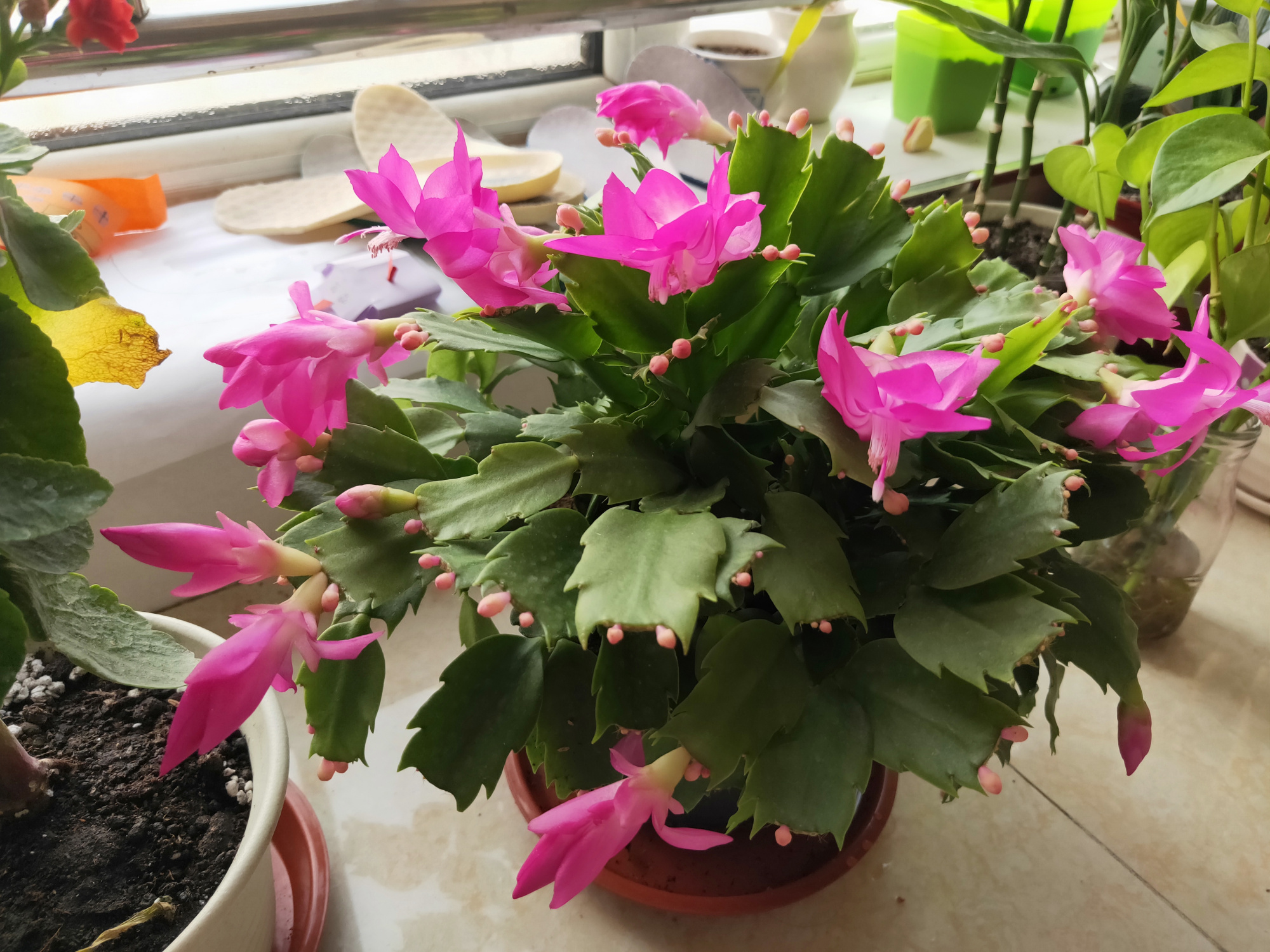 蟹爪兰长出花苞后怎么养护,火龙果嫁接的蟹爪兰花苞干瘪坏死