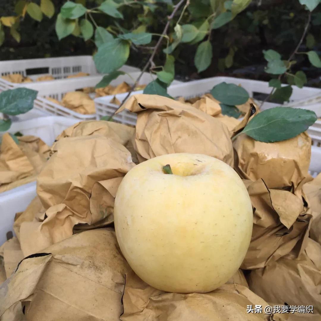 日本天价水果上热搜，苹果100元一个！中国老农却种出奶油富士