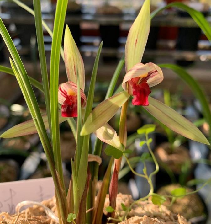 开花多且香的兰花推荐,绿色开花很香的兰花有哪些