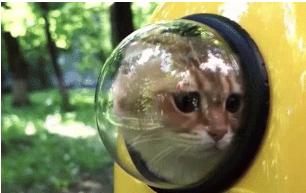 外出携带猫包哪种比较好,带猫出门适合什么样的猫包