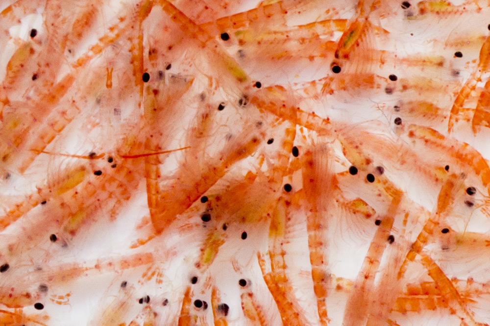 哪个国家开采南极磷虾最多,南极磷虾为什么是海上金矿