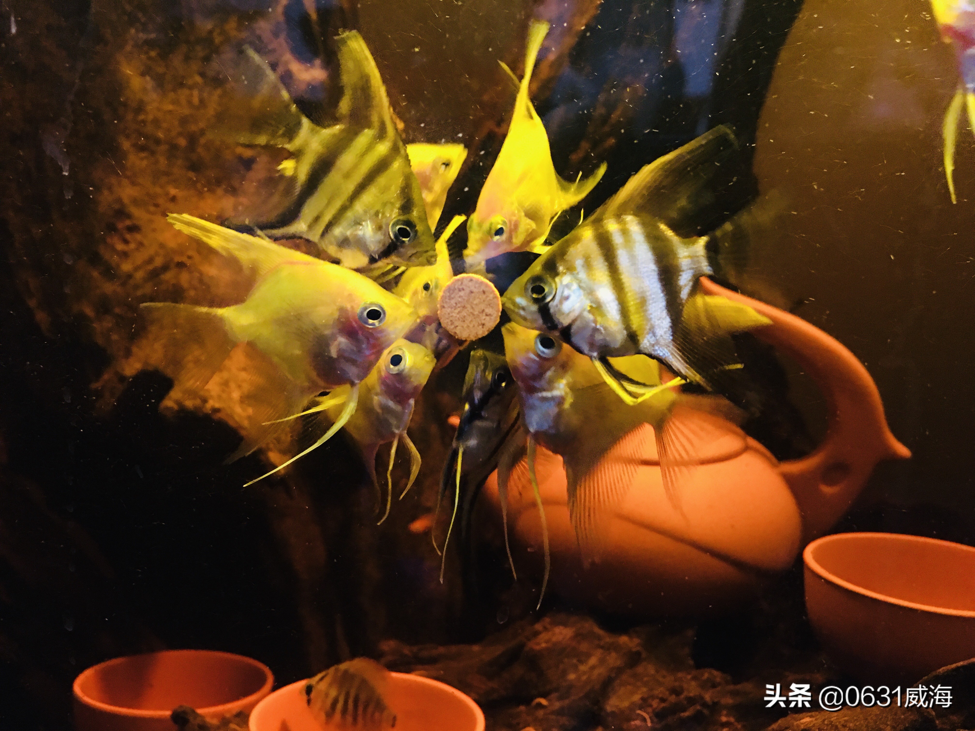 燕鱼打架的原因,燕鱼打架