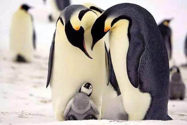 北极有北极熊,南极有企鹅,它们为何要在极地生存?两极外还有吗