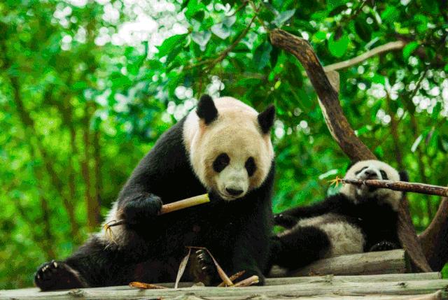 2019暑假珠海长隆亲子游攻略,广州长隆值得玩2天吗