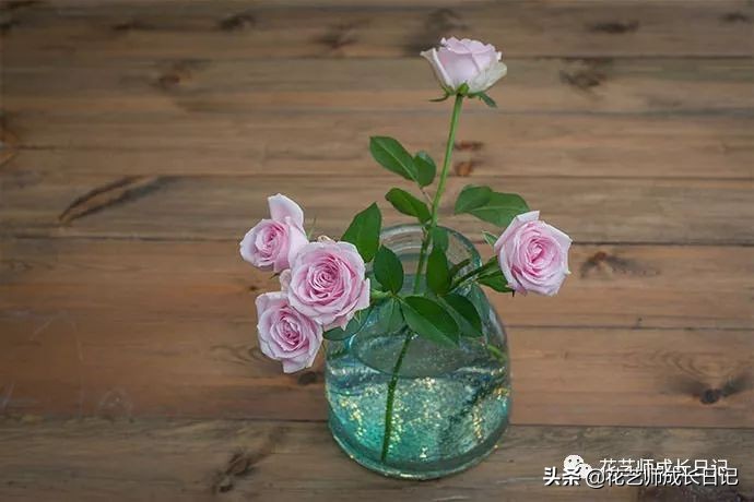 12种浪漫粉色系玫瑰图鉴,10款紫色玫瑰品种介绍