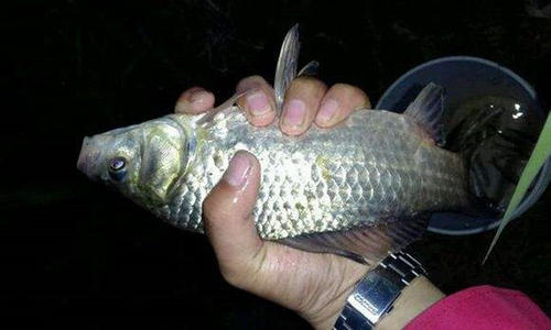 野钓高灵敏度夜光漂,钓友推荐夜光漂