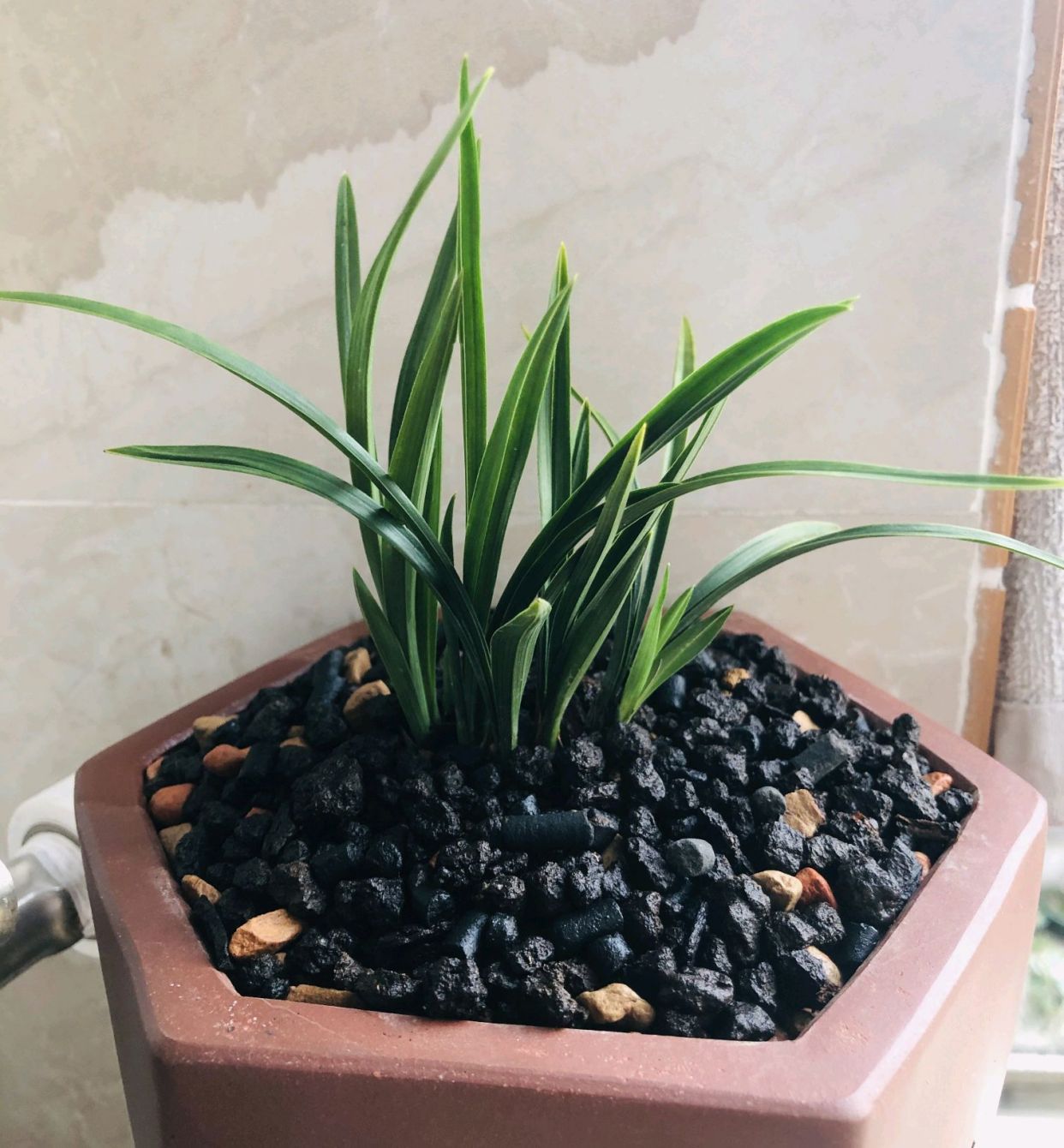 刚买回来的兰花有枯叶怎么处理,丢弃的兰花如何养护恢复生长