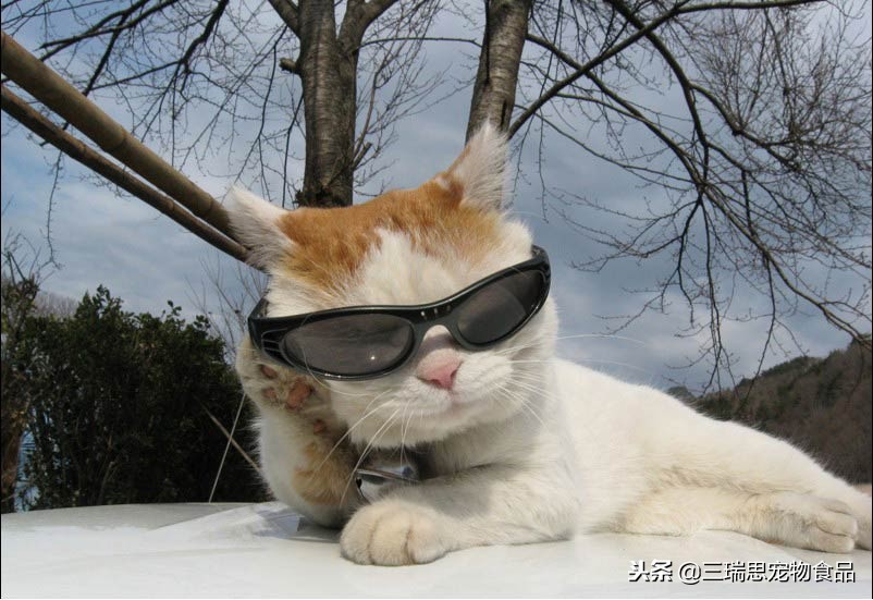 盘点那些萌猫,最萌猫十大排名