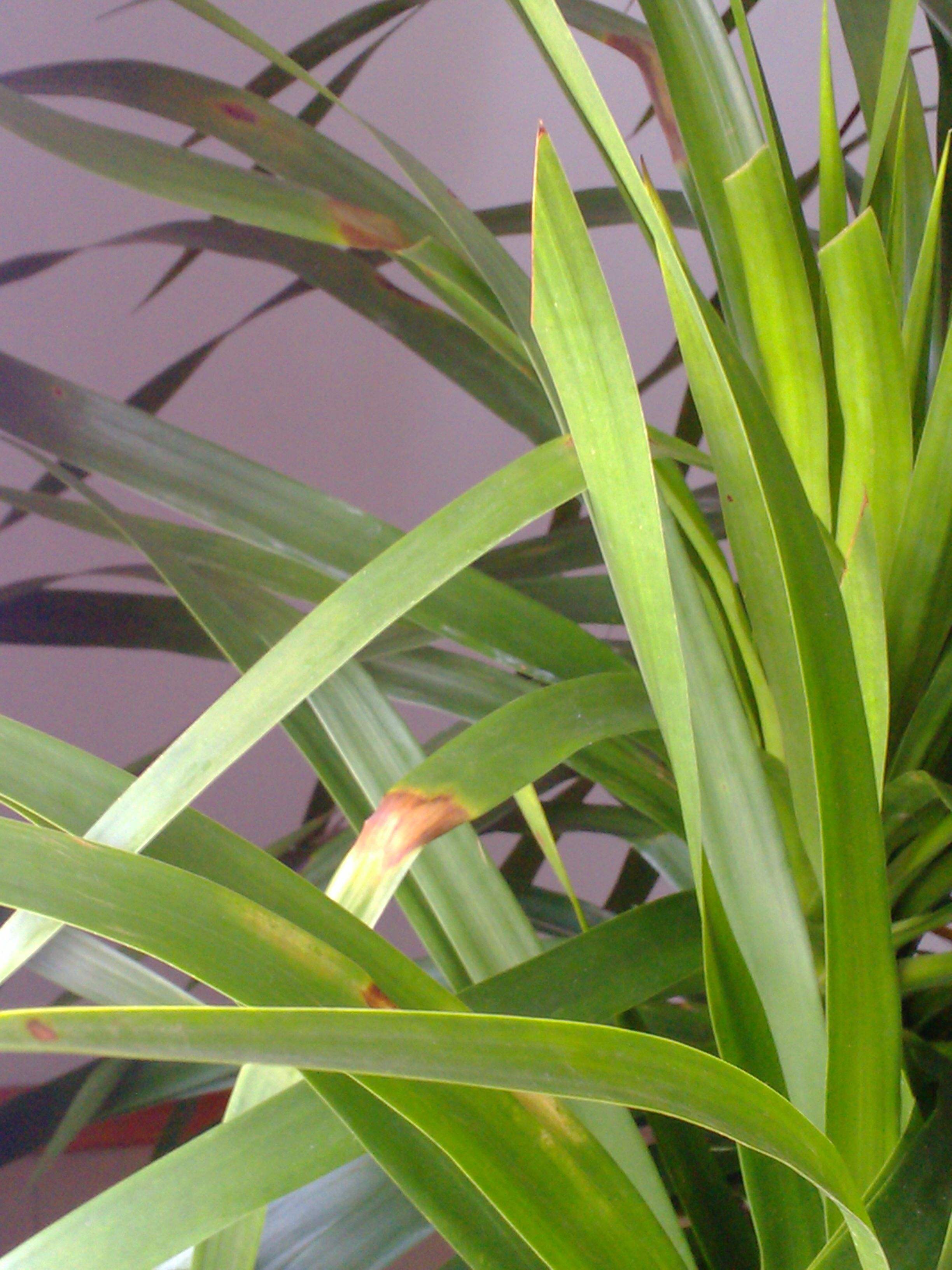 怎样能让龙血树多发杈,怎样让龙血树长侧枝