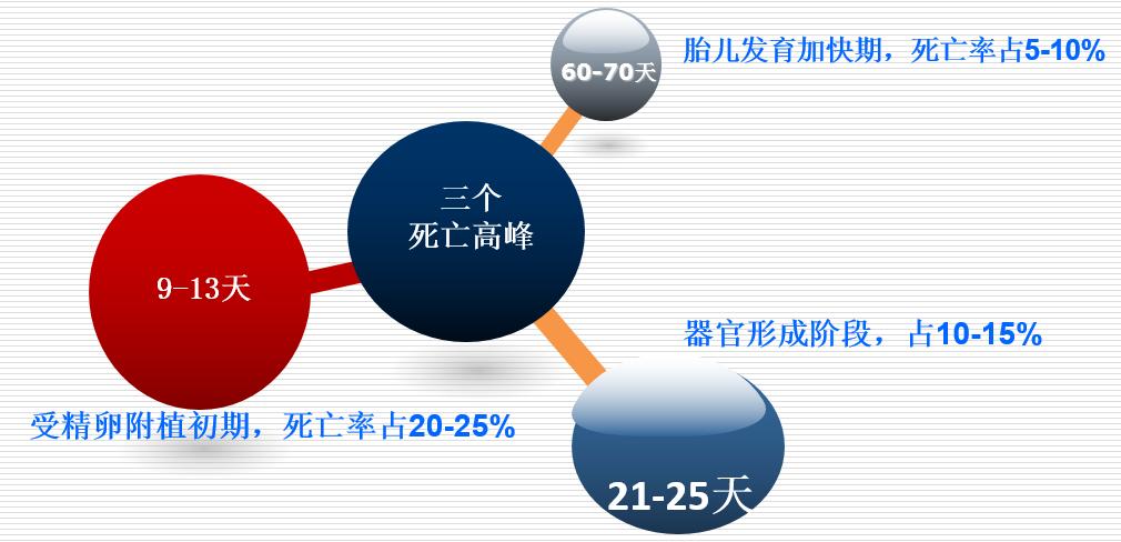 母猪产前产后精细化管理,母猪精细化饲喂
