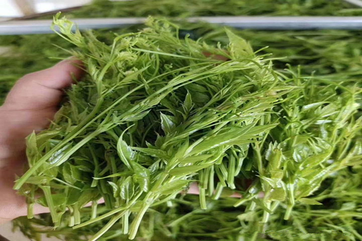 正宗莓茶春茶,茶香莓茶