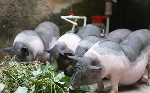 本土猪灭绝背后的故事,中国土猪要灭绝吗