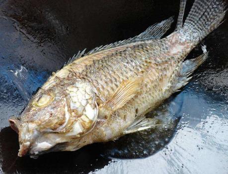 炖鱼之前怎么腌鱼去腥,炖鱼加醋好还是加酱油好