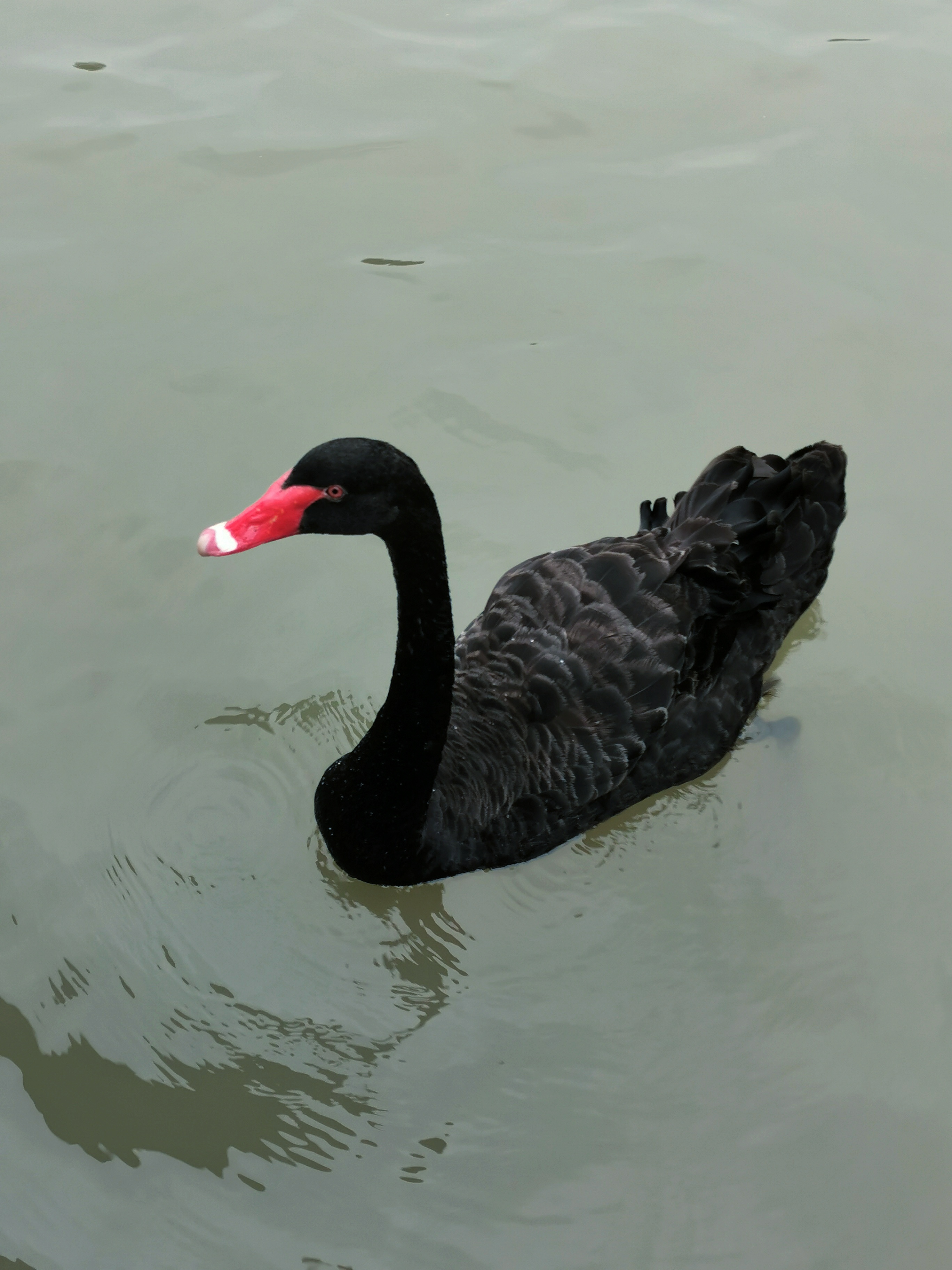 瘦西湖美若西施,古典瘦西湖